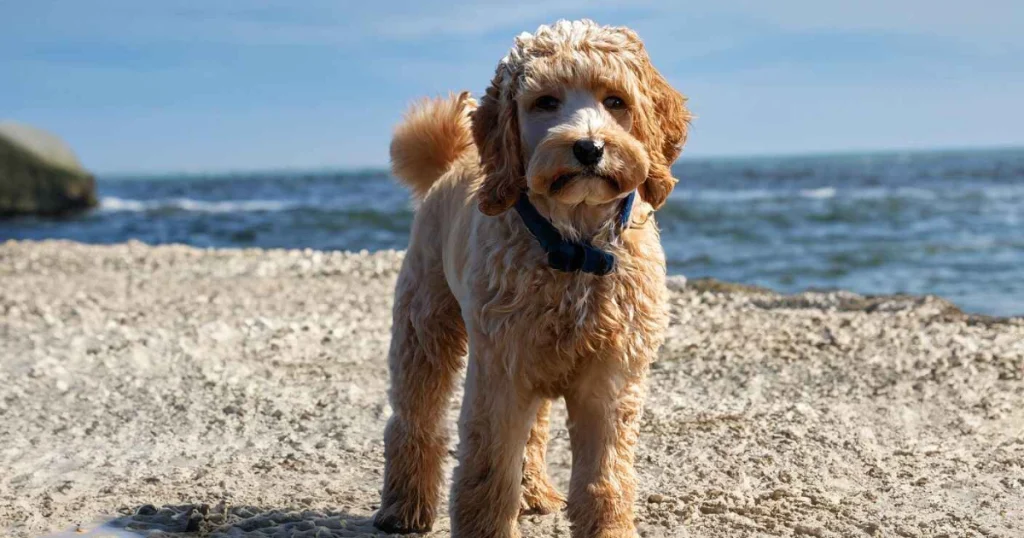 It is the image of mini goldendoodle full grown.