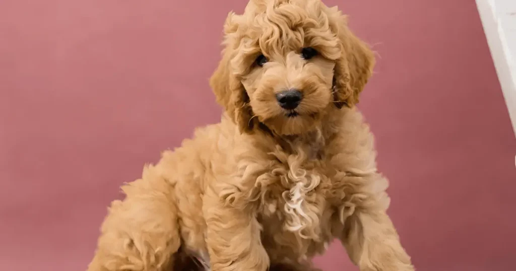 It is the image to show mini goldendoodle breeders in newyork