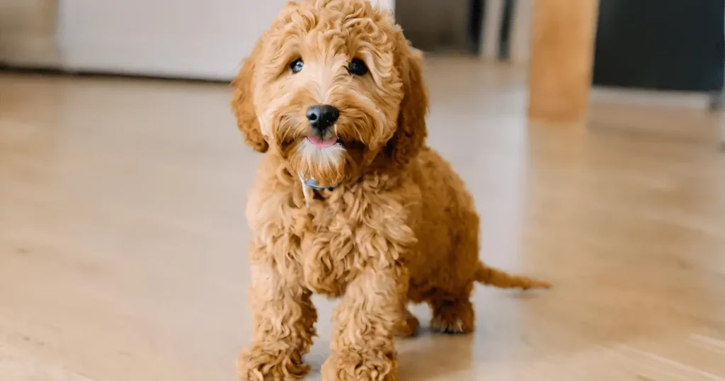 Full Grown Red Mini Goldendoodle
