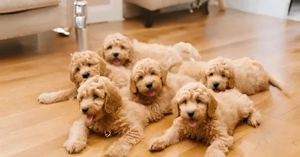 it is the image of mini Goldendoodle puppies
