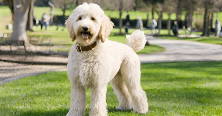 Top Mini Goldendoodle Breeders in Houston | Trusted Puppies for Sale