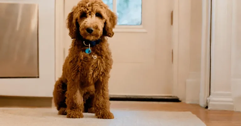 The Brown Mini Goldendoodle: A Complete Guide to Size, colors, Breeders, and More