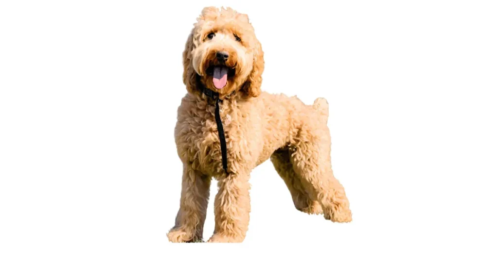 It  is the image of f1 mini Goldendoodle
