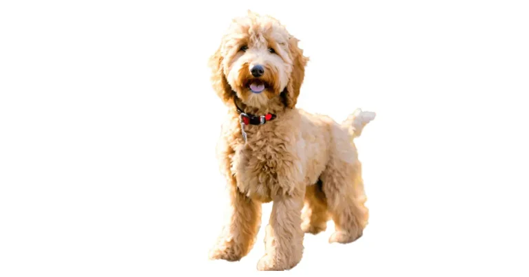 Exploring Excellence: A Comprehensive Guide to Top Mini Goldendoodle Breeders Indiana