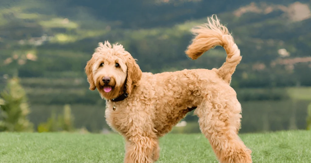 It is the image of an f1b mini Goldendoodle full grown.