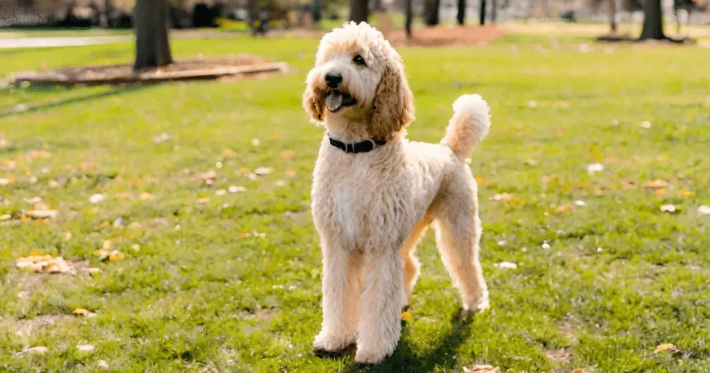 It is the image of English Mini Goldendoodle