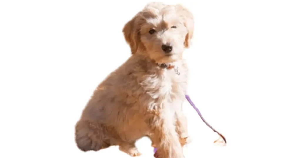 It is the image of petite Goldendoodle or petite mini Goldendoodle.