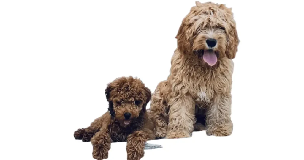 It is the image of petite Goldendoodle or petite mini Goldendoodle.