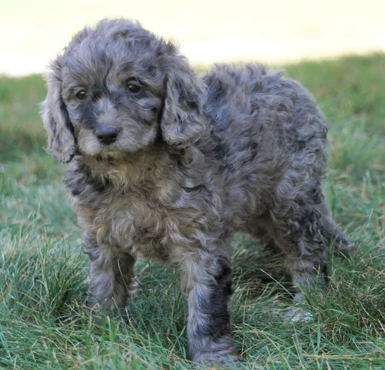 Full-grown Blue Merle Mini Goldendoodles: A Compact Companion with a Striking Coat