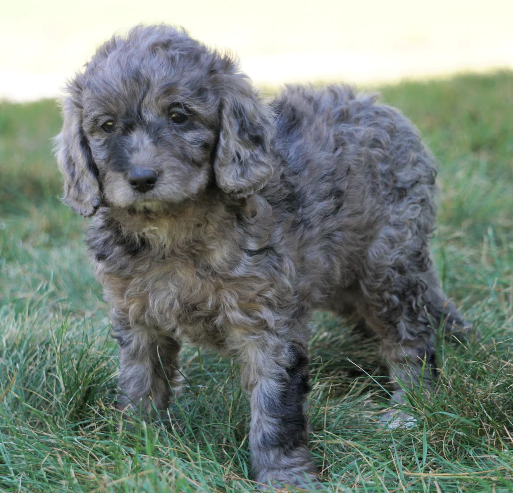 It is the image of full grown blue merle Mini Goldendoodle
