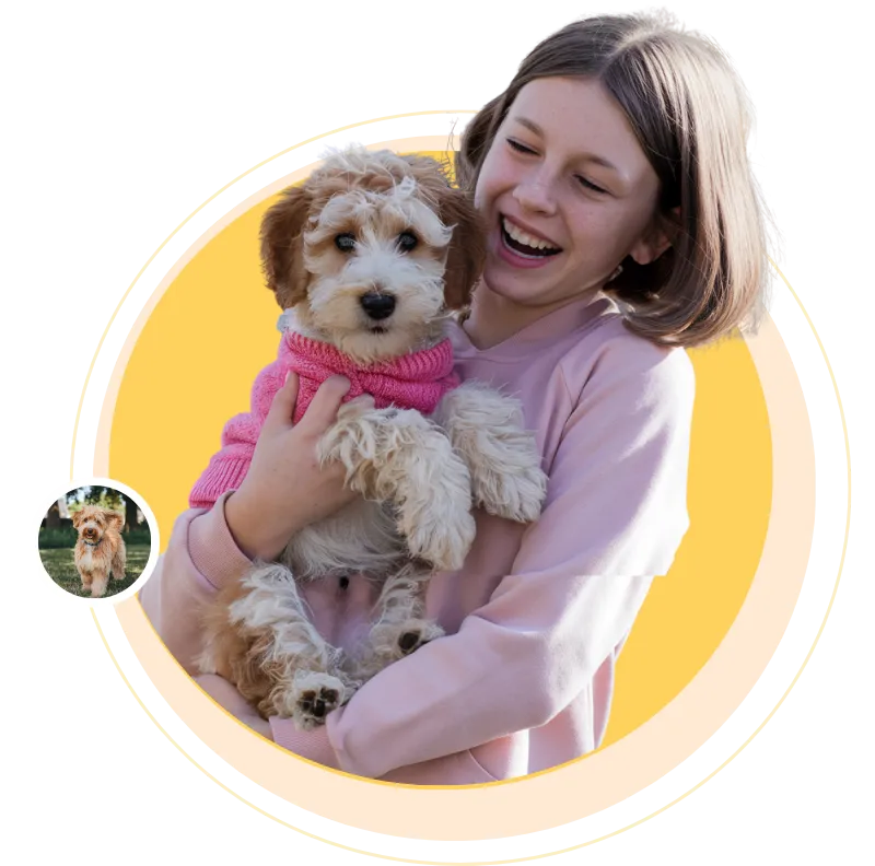 Mini Goldendoodle: A Complete And Easy Guide 1 The