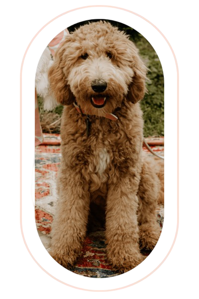 Mini Goldendoodle: A Complete And Easy Guide 11 Untitled design 1