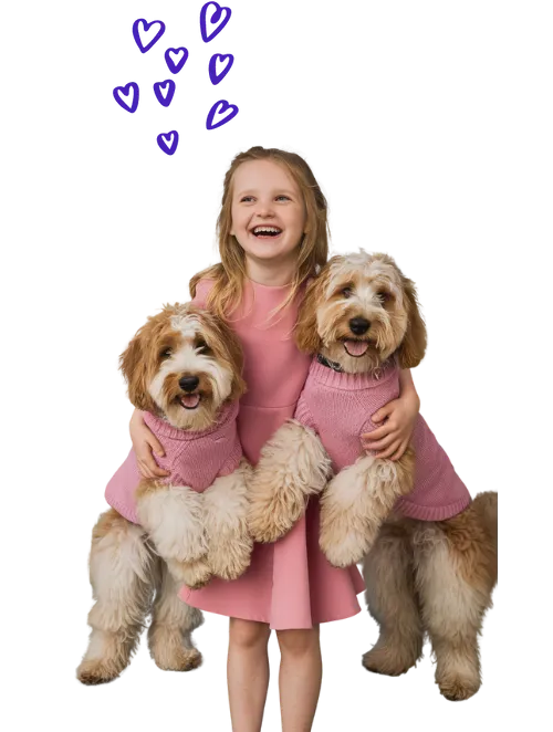 Mini Goldendoodle: A Complete And Easy Guide 21 laughing