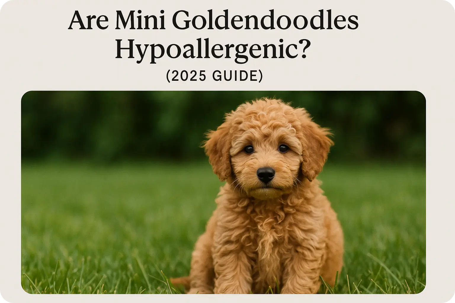 Hypoallergenic Dog Breed 1 Hypoallergenic Dog Breed